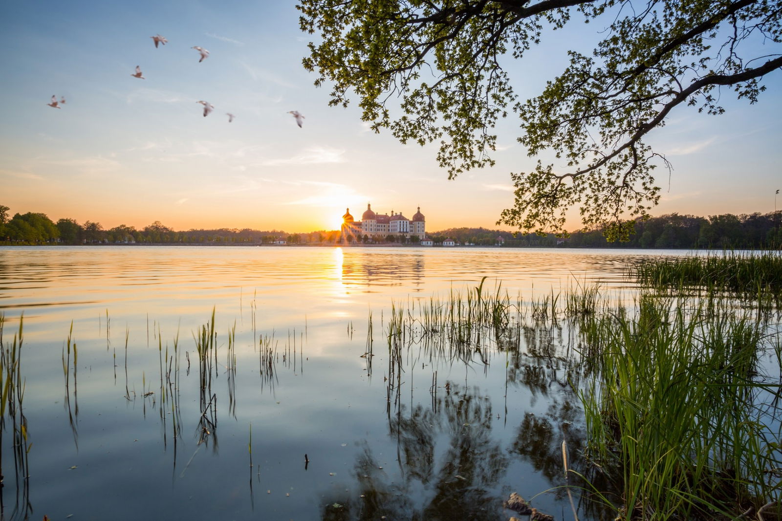 Schloss Moritzburg