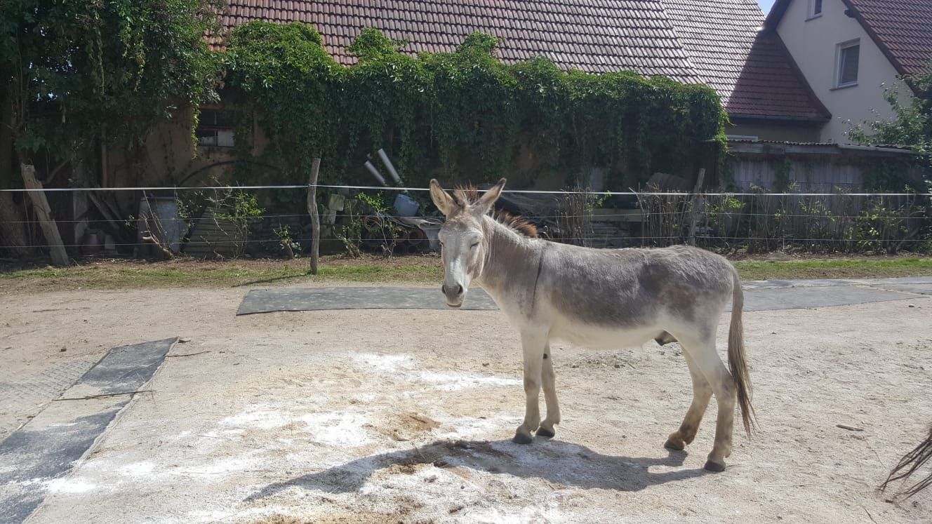 R.SA Goldesel-Experiment Esel Punda