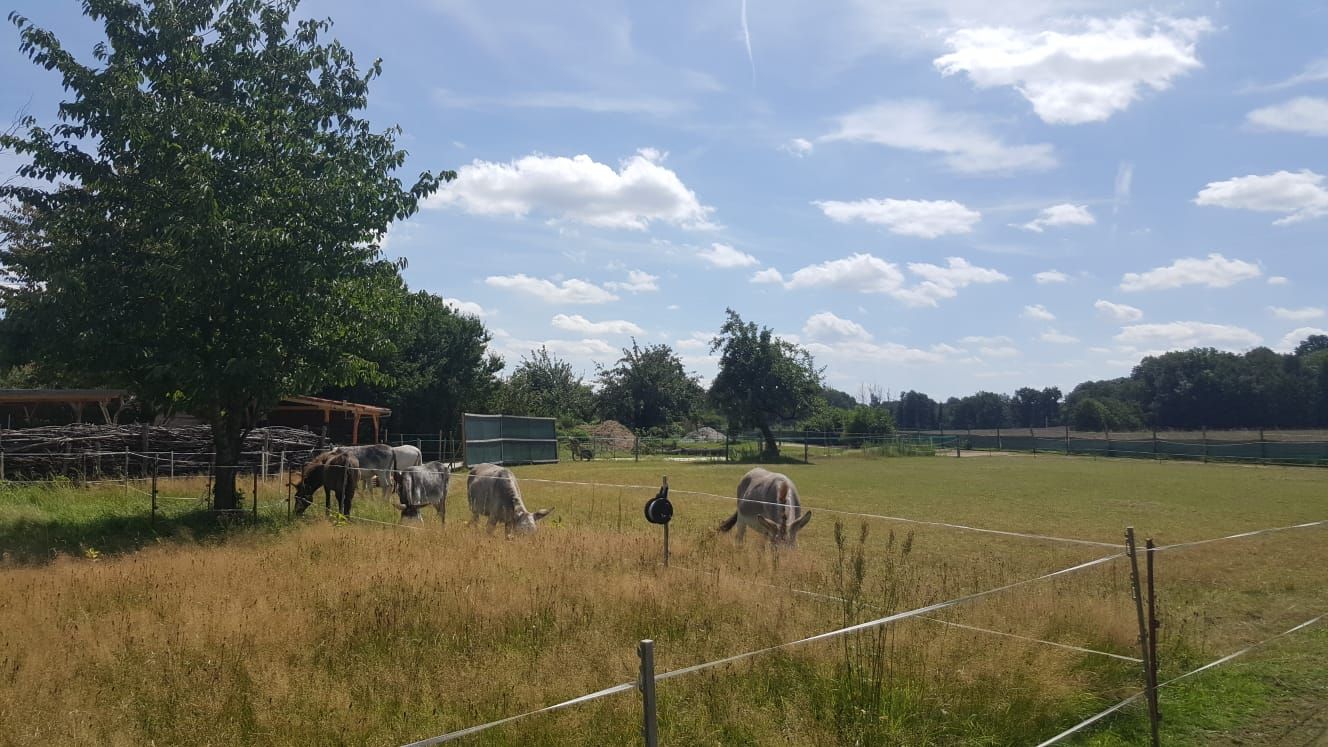 So idyllisch ist es auf dem Eselhof Nechern