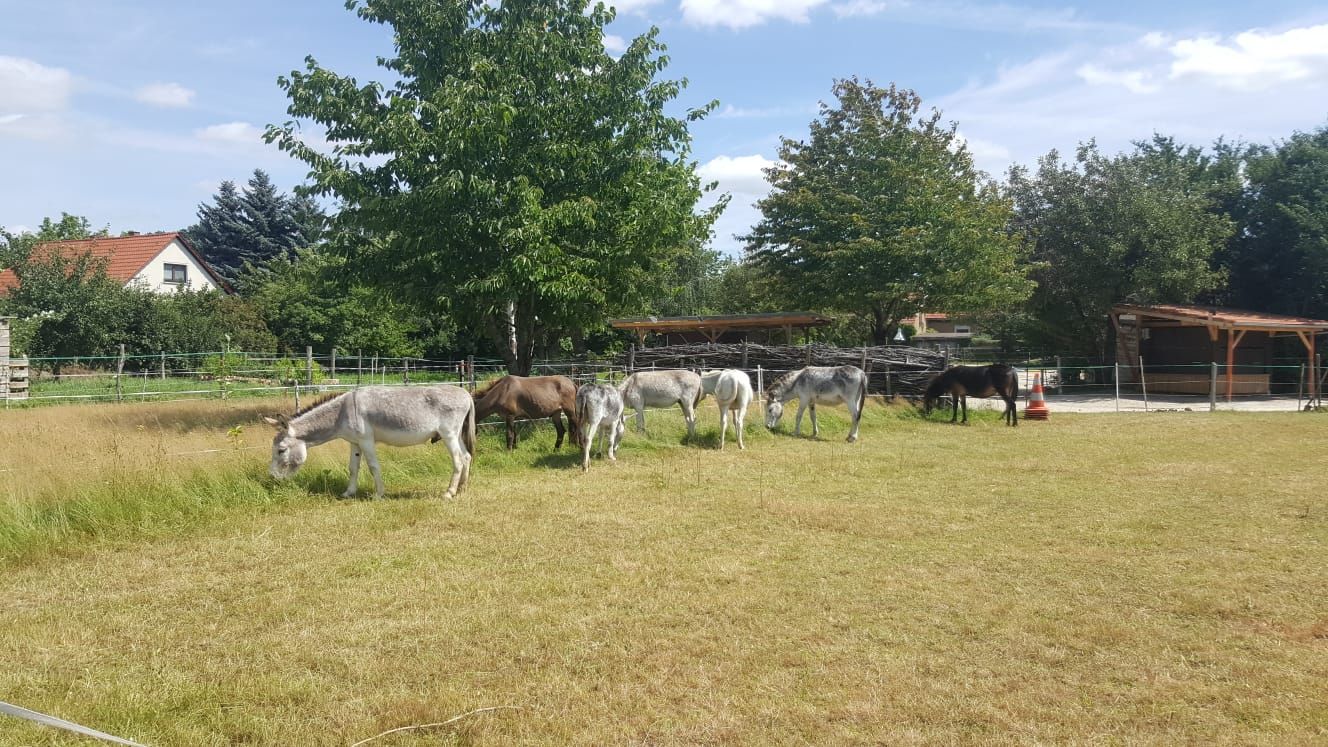 Es gibt genug Platz zum Grasen