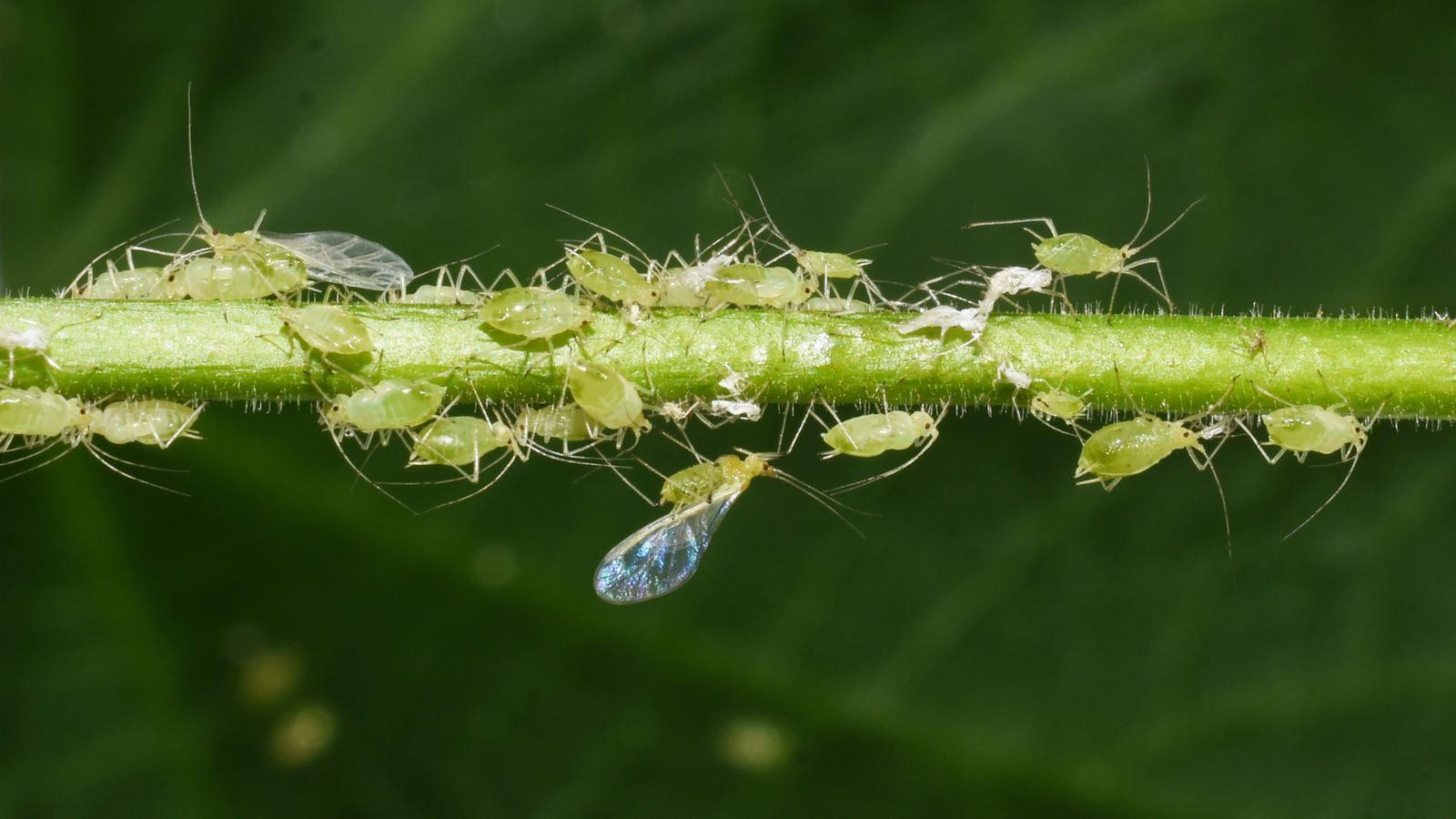 Zimmerpflanze Blattläuse