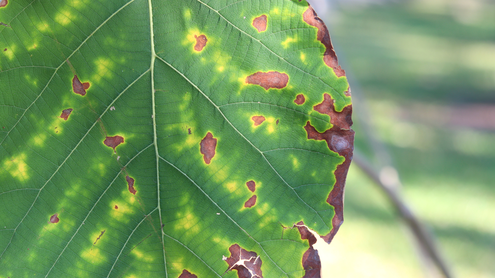 Zimmerpflanze Nährstoffmangel braune Flecken Pflanze