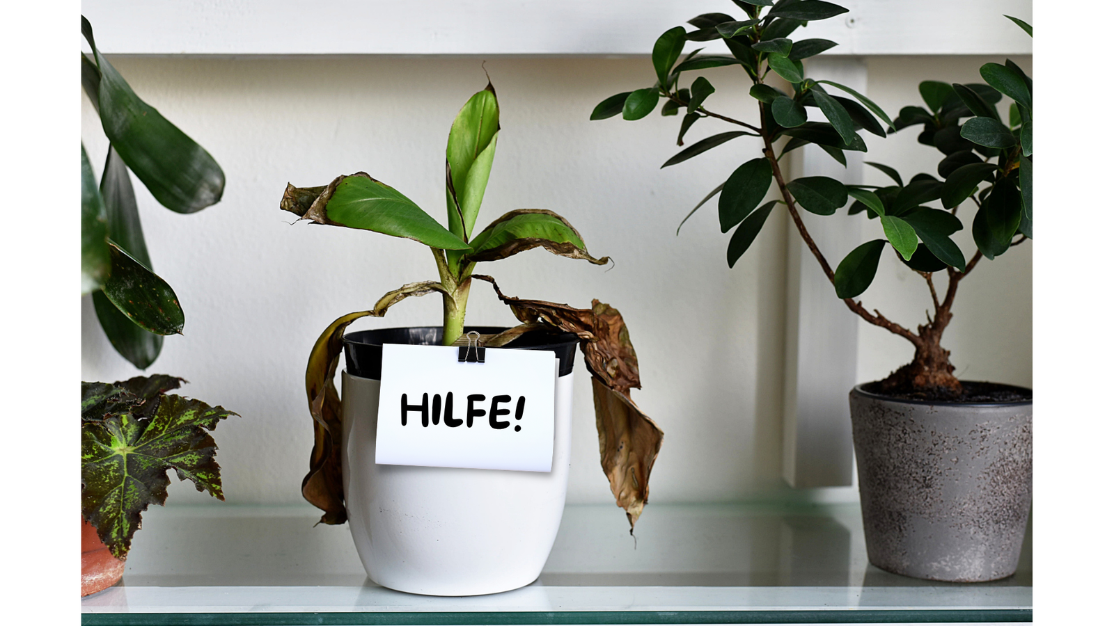 Zimmerpflanze geht ein Hilfe Schild