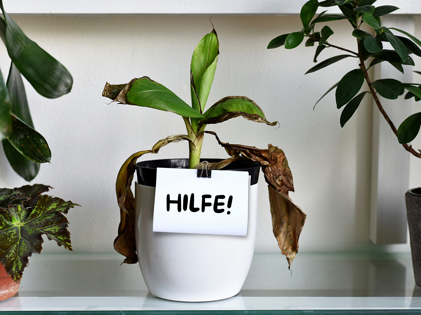 zimmerpflanze kolbenfaden Aglaonema 'Snowflake' main image 1