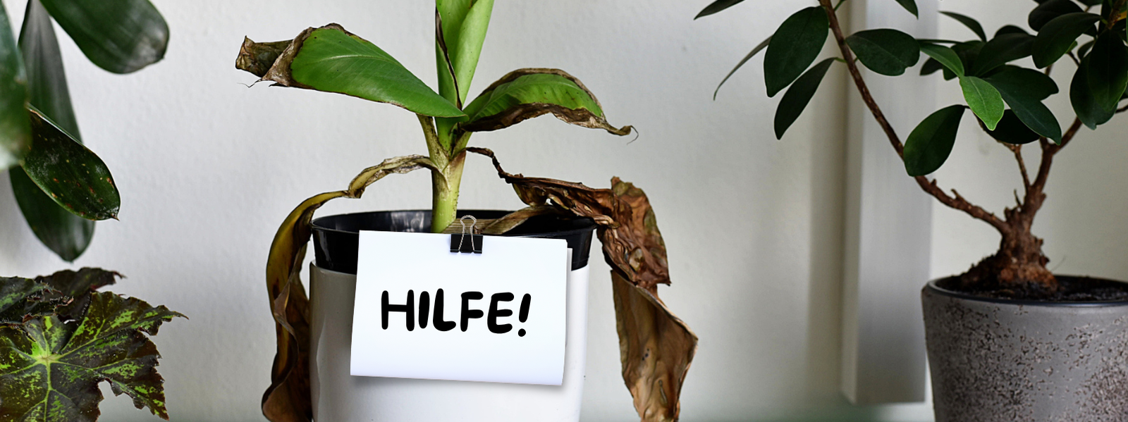 So retten sie ihre Zimmerpflanzen | R.SA