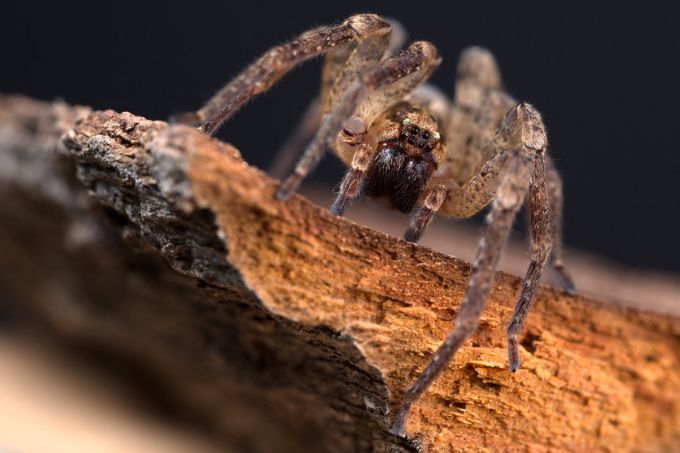 Nosferatu-Spinne NABU