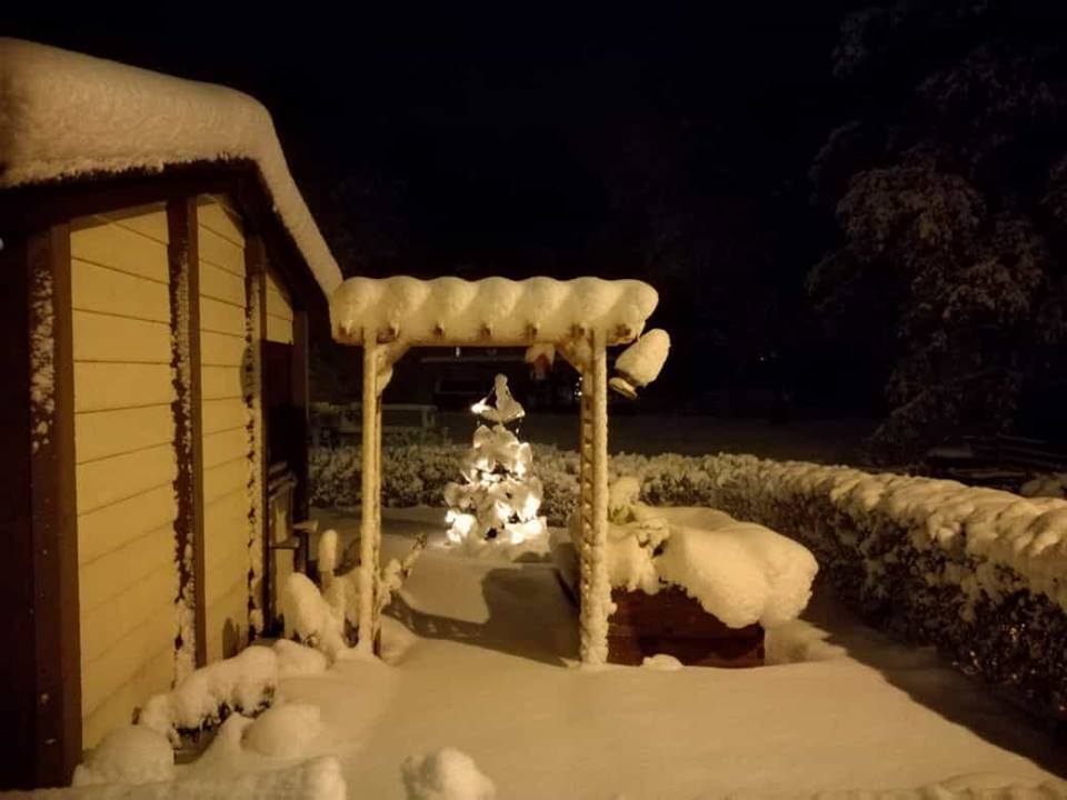 Lichtentanne  - Elisabeth Borbe.jpg