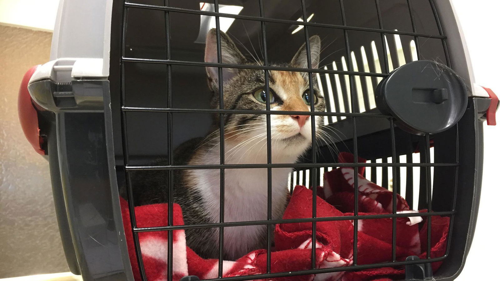 Super-Poschi transportiert Katze Jonsi