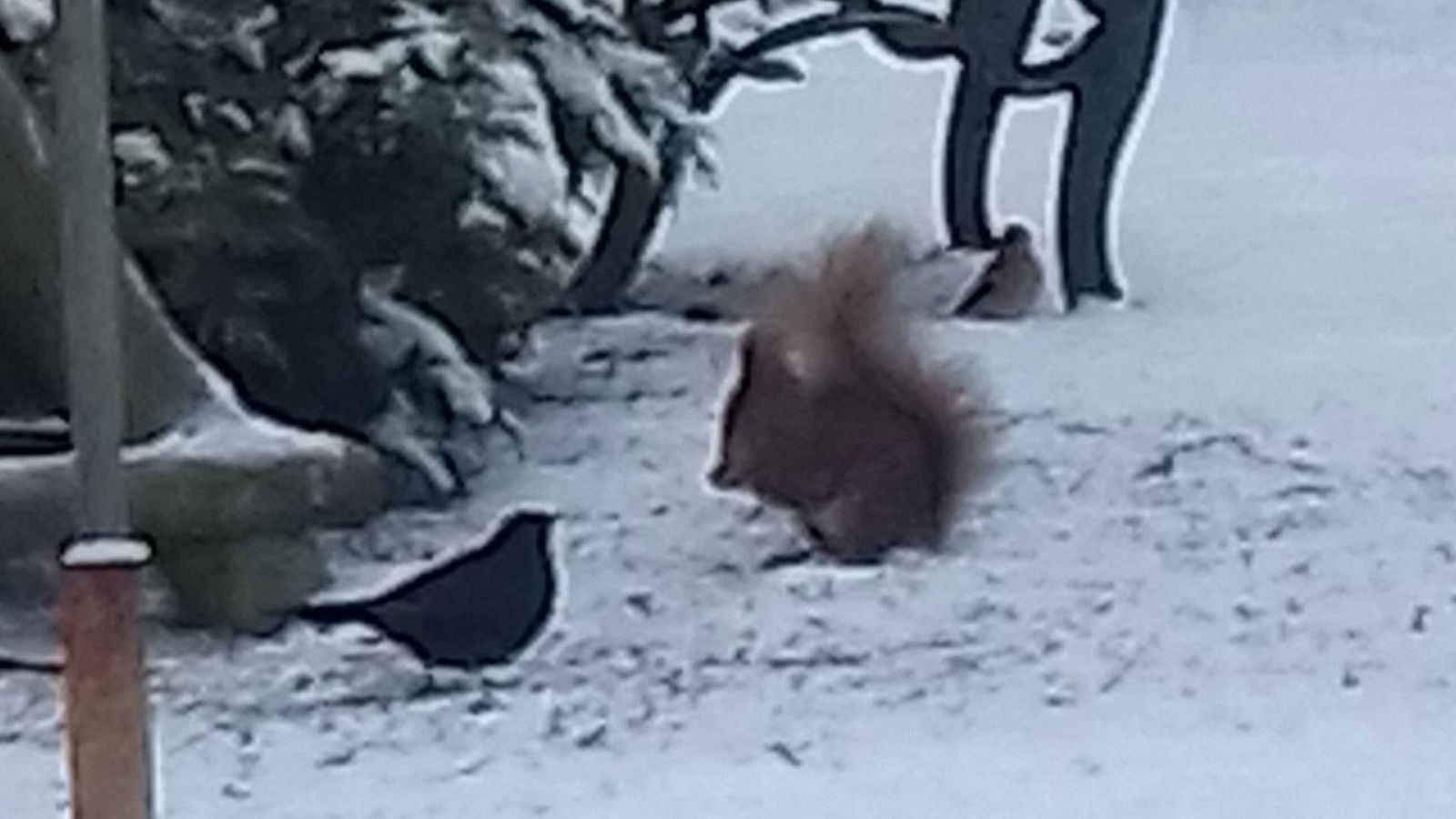 Eichhörnchen "Quirlie" im Garten beim Familie Steiner in Lichtenau