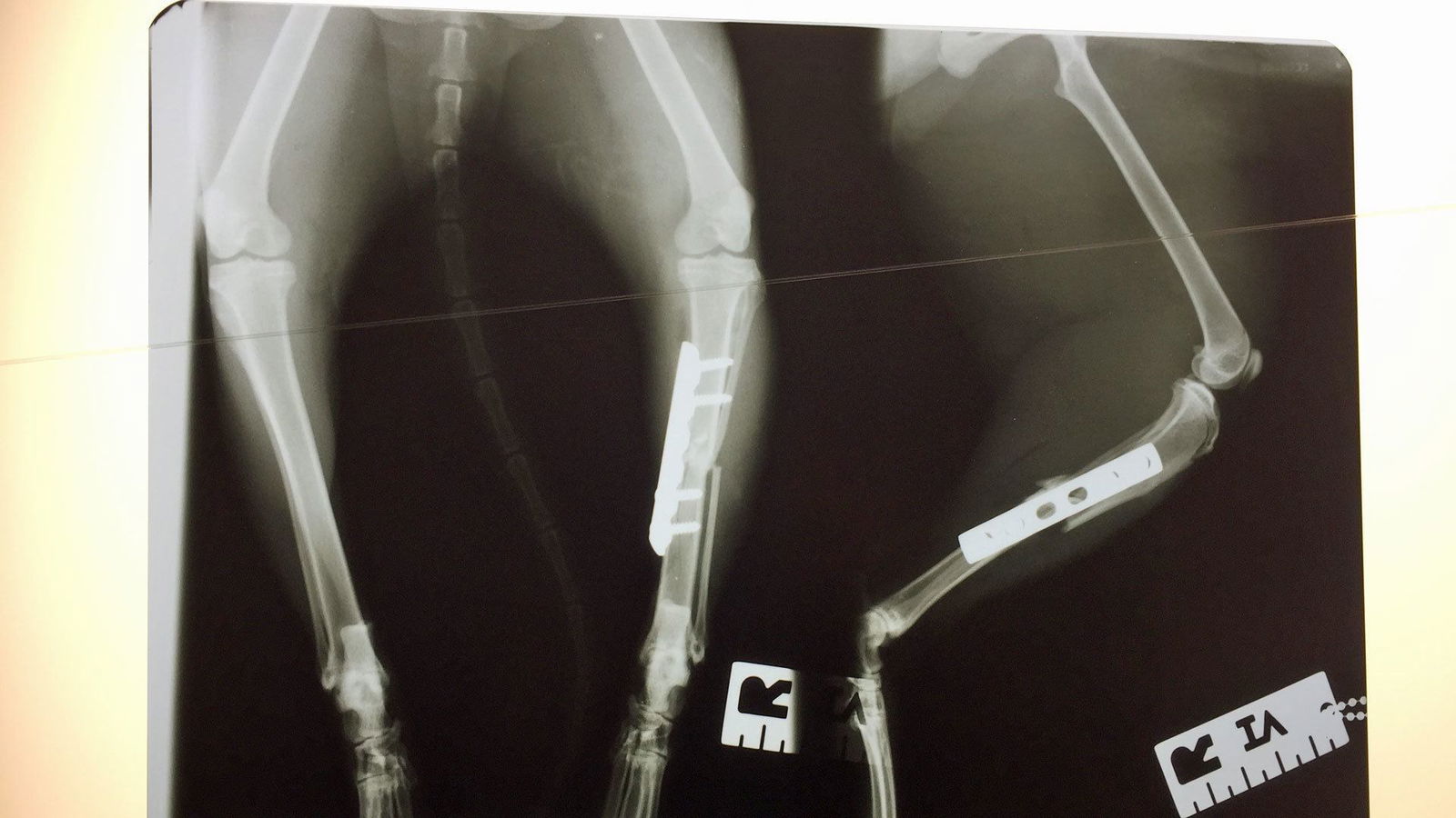 Super-Poschi und das Röntgenbild von Katze Jonsi